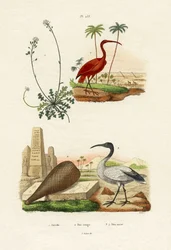 Scarlet Ibis